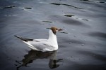 IMG_1903 copy