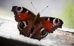 IMG_6484.jpg